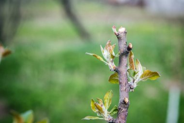 Elma ağacı, Genç kırpılmış dalda yaprak