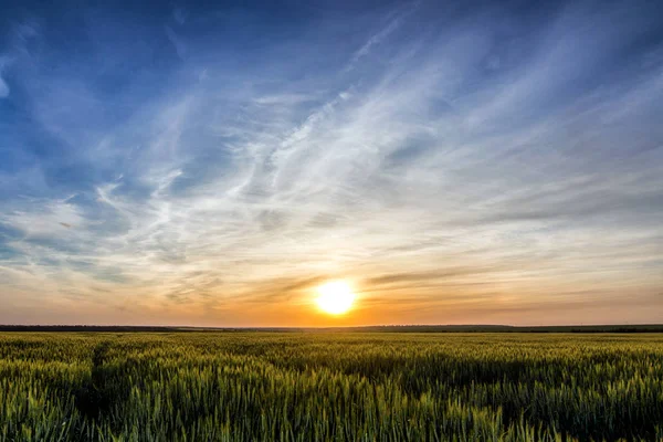 Cirrus σύννεφα στο ηλιοβασίλεμα, πεδίο σιτάρι — Φωτογραφία Αρχείου