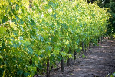 Satırlar halinde tarlaları büyüyen üzüm