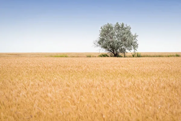 麦畑の真ん中にエンゼルフィッシュ — ストック写真