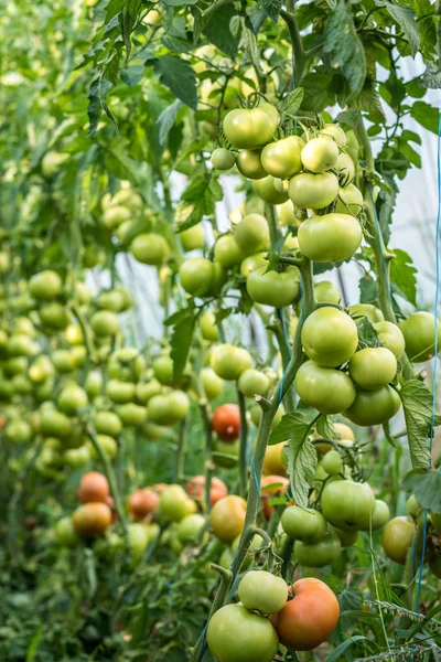 Tomatenanbau im Gewächshaus unter Tropfbewässerung — Stockfoto
