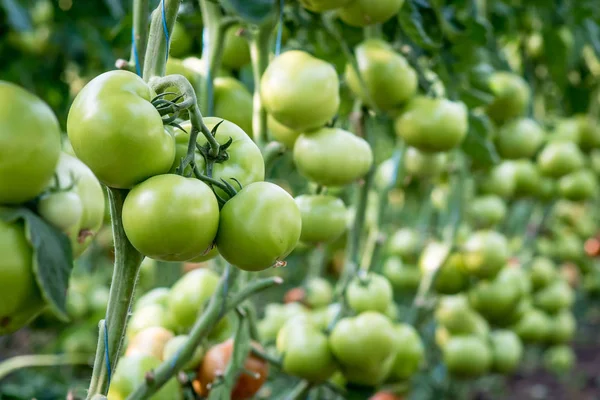 Grüne Tomatenfrüchte in einer Reihe im Gewächshaus — Stockfoto