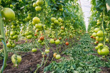 olgunlaşma domates sera içinde