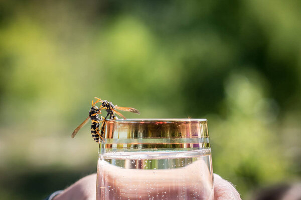 Two wasps sitting on the edge of a glass