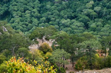 Dağlarda yükseklikten iğne yapraklı orman görünümünü.