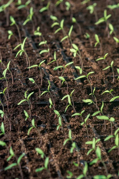 Проростки молодих рослин помідорів, вирощених в теплиці, освітлюють — стокове фото