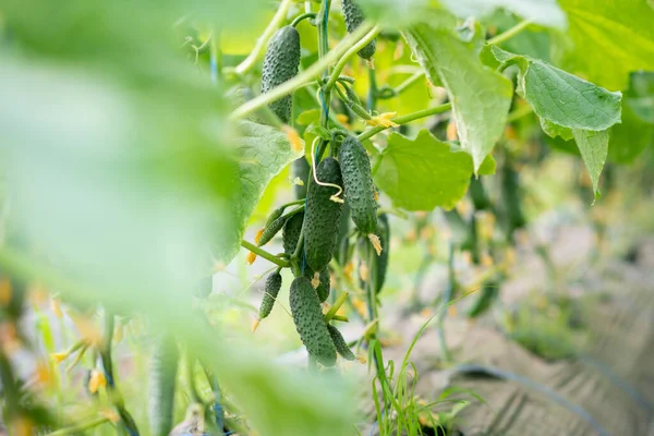 Cultivando Pepinos Uma Estufa Desfocado Primeiro Plano Fundo — Fotografia de Stock