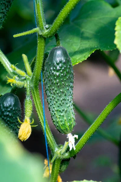 Fruto Jovem Maduro Pepino Uma Fábrica Cultivo Estufa — Fotografia de Stock