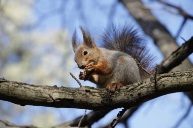 Ağaçta fındıklı bir sincap