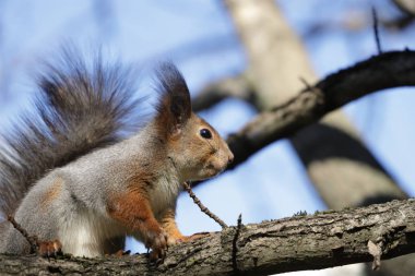 Parktaki ağaçta bir sincap