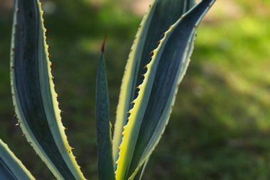 Bahçede yeşil bir arka planda aloe
