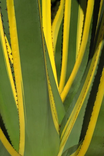Bahçede yeşil bir arka planda aloe