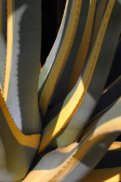 Bahçede yeşil bir arka planda aloe
