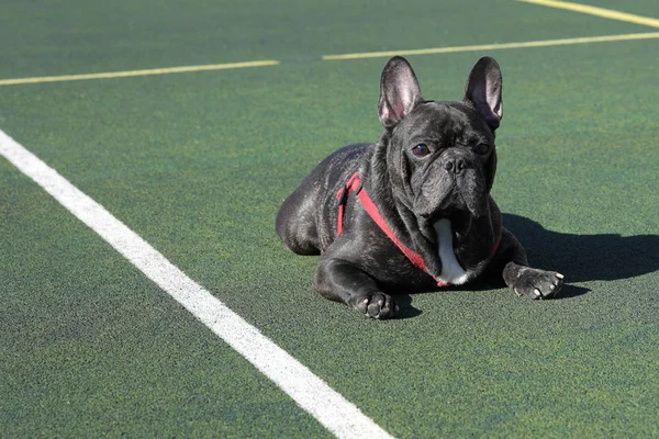 Bulldog Francese Nel Parco Giochi — Foto Stock