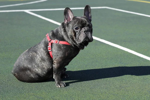  Fransız bulldog 'u oyun bahçesinde