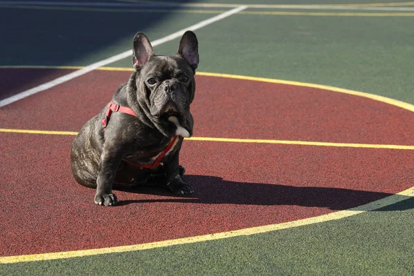  Fransız bulldog 'u oyun bahçesinde