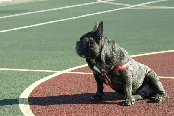 Bulldog Francese Nel Parco Giochi — Foto Stock