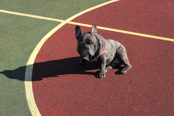  Fransız bulldog 'u oyun bahçesinde