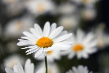 Tarlada papatyalar