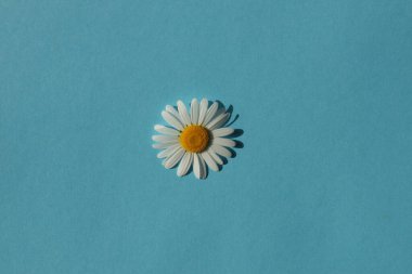 Mavi arka planda papatya çiçeği