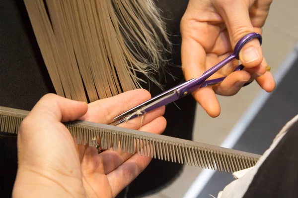 Cabeleireiro aparar o cabelo com tesoura — Fotografia de Stock