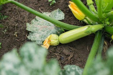 Yerel bir çiftlik, bir bitki üzerinde küçük kabak