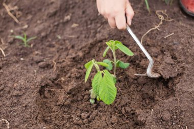Genç soya bitki ayıklayacaktır çiftçi