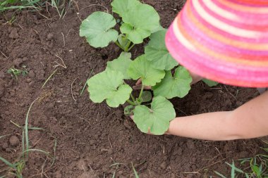 Kavun bitkiler çiftliğinde ayıklayacaktır kadın