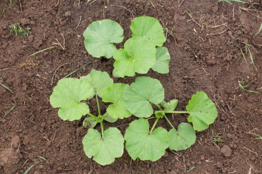 Bir çiftlik fabrikasında kavun