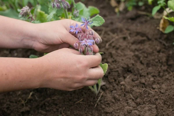 Plantas de borraja en una granja local — Foto de Stock