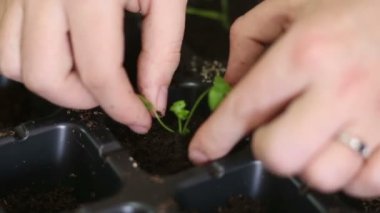 Bahçıvan bireysel tencere kereviz fidan nakli olacak