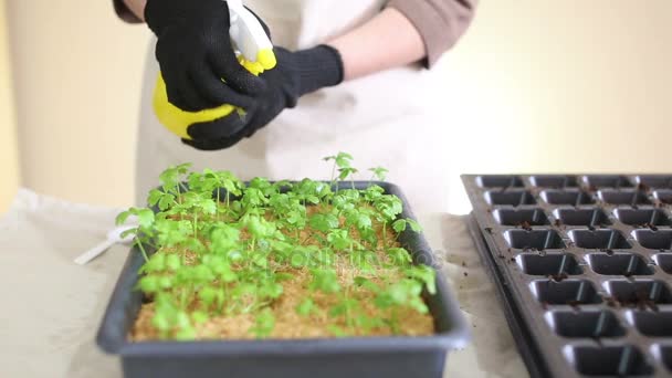 Gardener waters celeriac seedlings before transplanting into individual pots — Stock Video