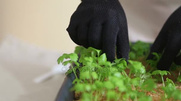 Tukang kebun akan transplantasi bibit acceleriac ke dalam pot individu — Stok Video