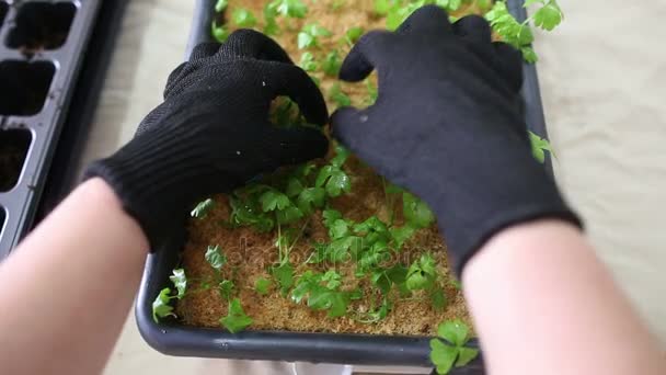 Gärtner verpflanzt Sellerie-Setzlinge in einzelne Töpfe — Stockvideo