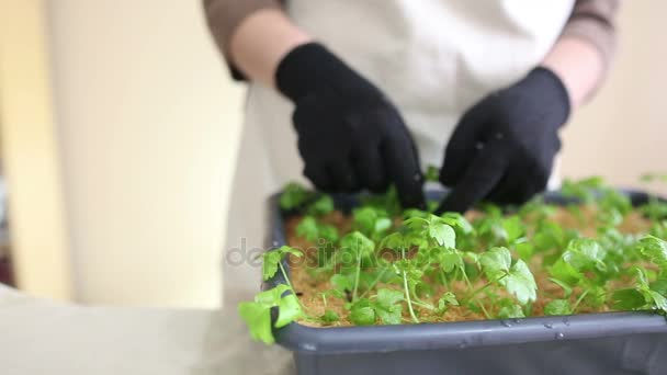 Trädgårdsmästare kommer att rotselleri Fröplantorna individuella krukor — Stockvideo
