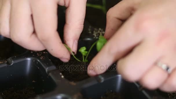 Gärtner verpflanzt Sellerie-Setzlinge in einzelne Töpfe — Stockvideo