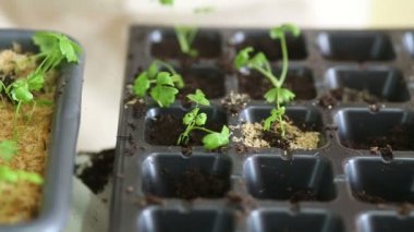 Bahçıvan bireysel tencere kereviz fidan nakli olacak