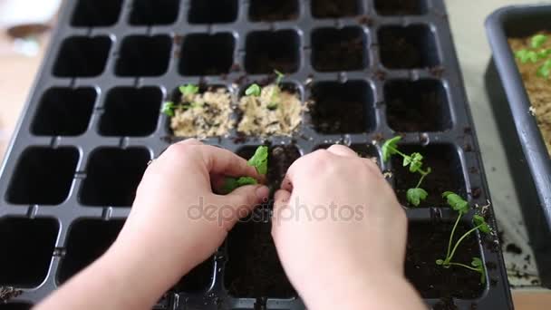 Gärtner verpflanzt Sellerie-Setzlinge in einzelne Töpfe — Stockvideo