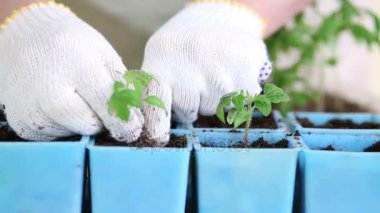 Bireysel tencere domates fidan dikim