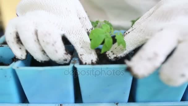 Trasplante de plántulas de tomate en macetas individuales — Vídeos de Stock