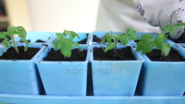 Transplante de mudas de tomate em vasos individuais — Vídeo de Stock