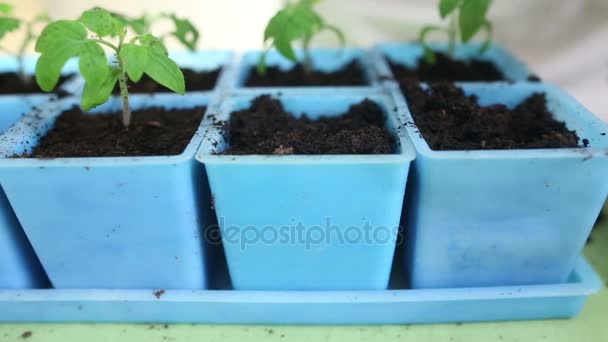 Omplantering tomat plantor i enskilda krukor — Stockvideo