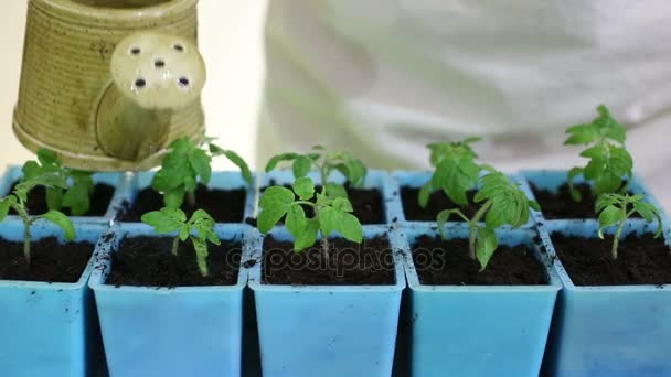 Watering tomato seedlings after transplanting into individual pots — Stock Video