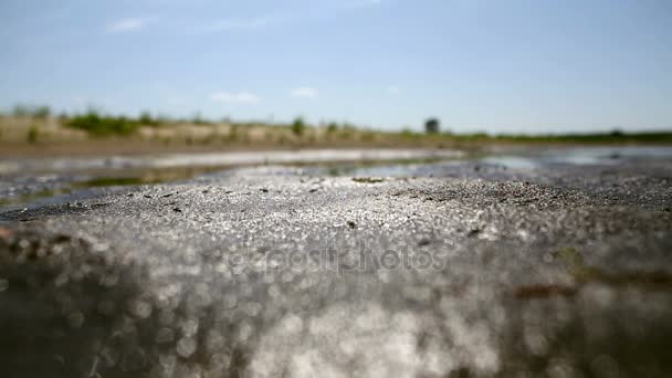 Enjambre de mosquitos sobrevuela el pantano con agua contaminada — Vídeos de Stock