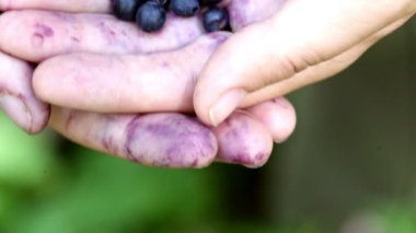 Taze olgun organik yaban mersinlerini bir kadının ellerinde yakından çek. Ormandan toplanmış bir avuç böğürtlen. Sığ alan derinliği.