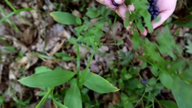 Ormandaki çalılıklardan olgun, organik yaban mersinlerini toplarken yakın çekim. Bir avuç lezzetli böğürtlen. Yazın kendi yabanmersinlerini kendin topla. Sığ alan derinliği.