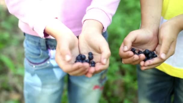 妈妈和孩子们手里拿着刚从森林里的灌木丛中采摘出来的新鲜野生成熟的有机蓝莓 一捧美味的浆果家人自己采摘蓝莓 浅水区深度 — 图库视频影像
