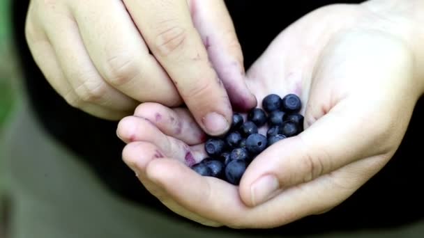 Zbliżenie Kobiety Jedzącej Świeże Dojrzałe Organiczne Jagody Zbierane Latem Lesie — Wideo stockowe