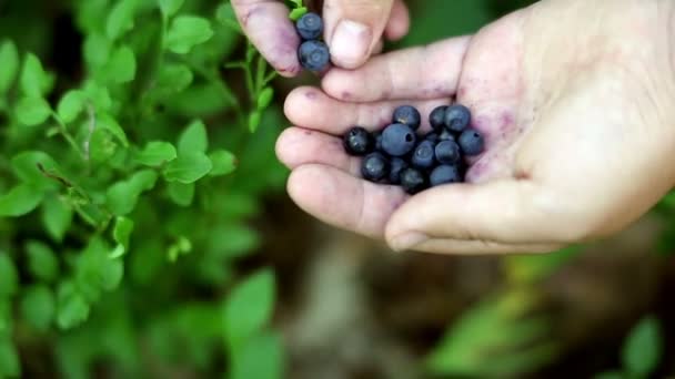 在森林的灌木丛中采摘成熟的野生有机蓝莓的特写镜头 一捧美味的浆果夏天自己采摘蓝莓 浅水区深度 — 图库视频影像
