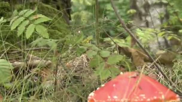 Mouche champignon agarique 